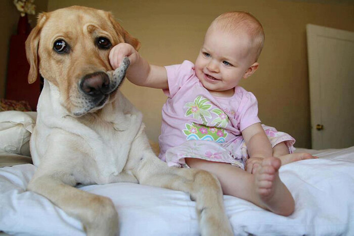  самые добрые породы собак в мире.  Вопрос, какую собаку лучше купить ребенку, все чаще волнует современных родителей. Задаваться им стоит в целях безопасности ребенка и самой собаки.