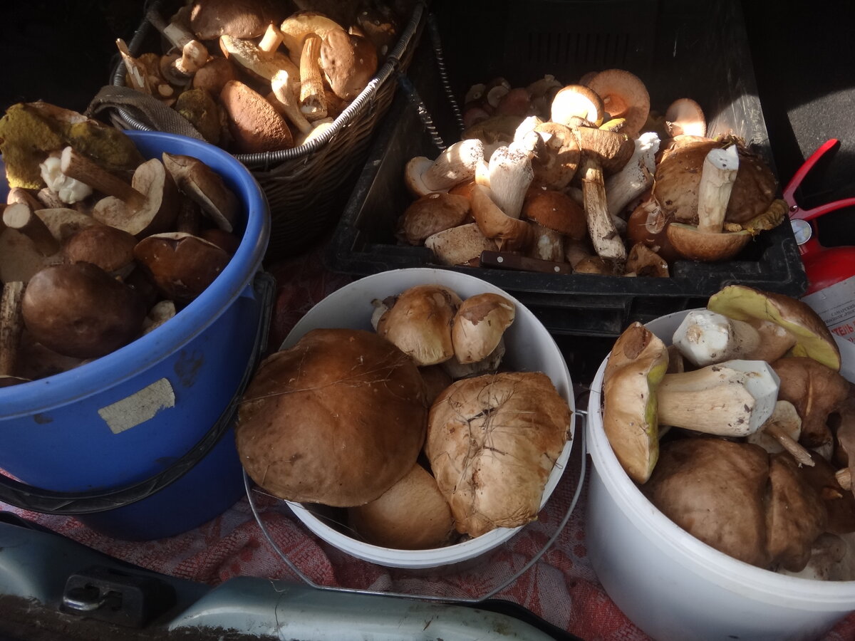 тихая охота в лесу. собранные грибы. тихая охота. грибы в ульяновске сейчас. тихая охота в жигулёвске.