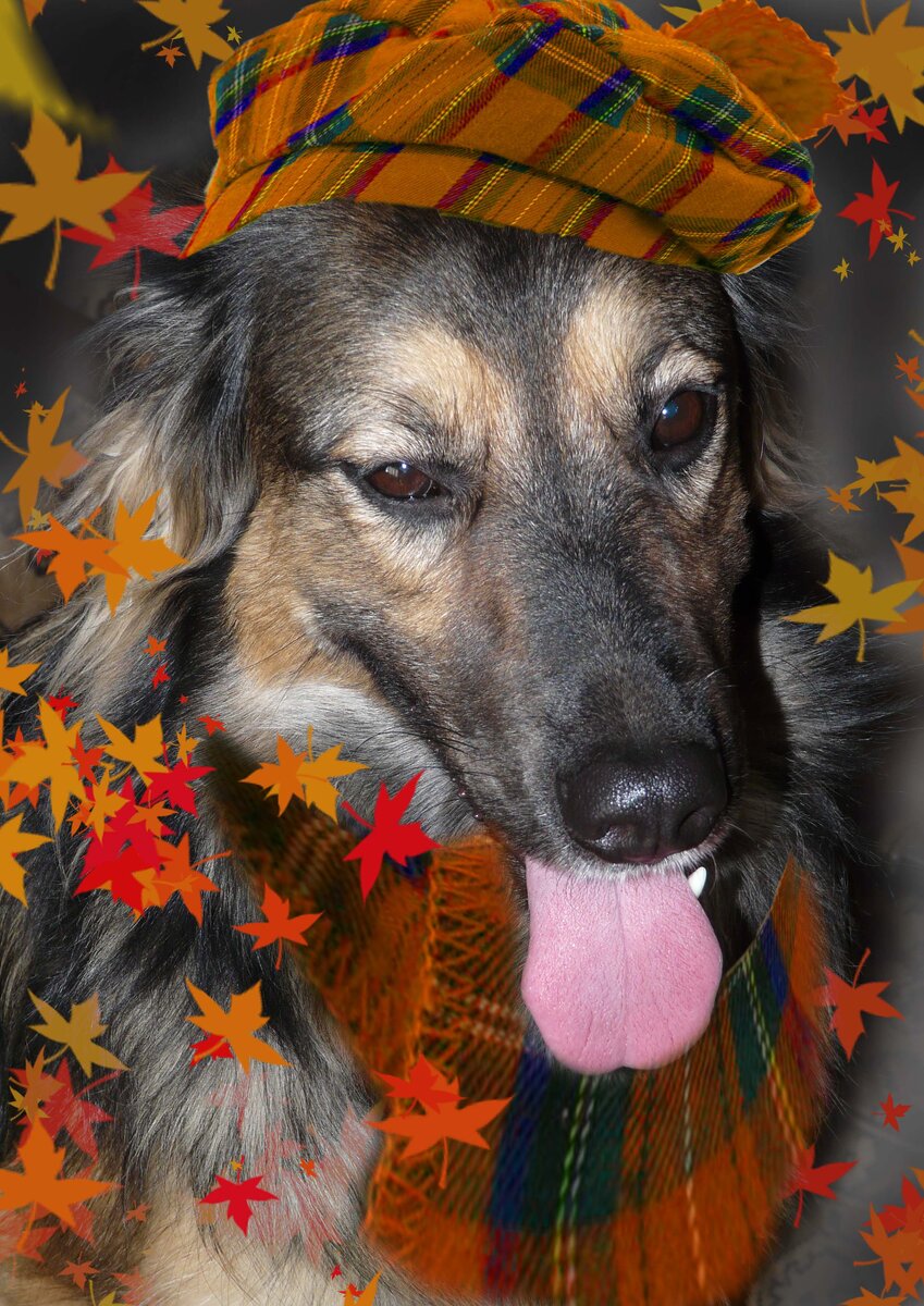 Этой осенью будет 3 года, как Леся приехала к нам, и 2 года - её успешной операции. 