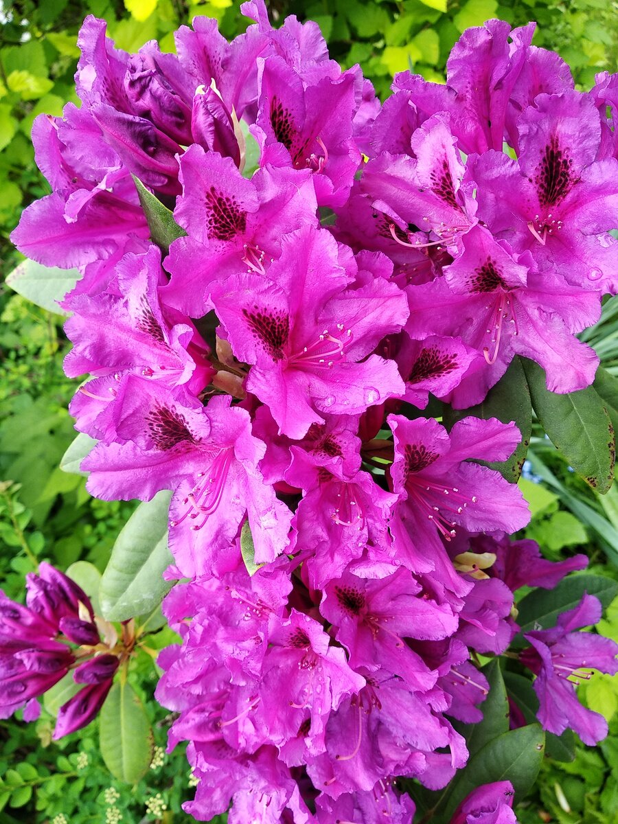 Красавец Азурро