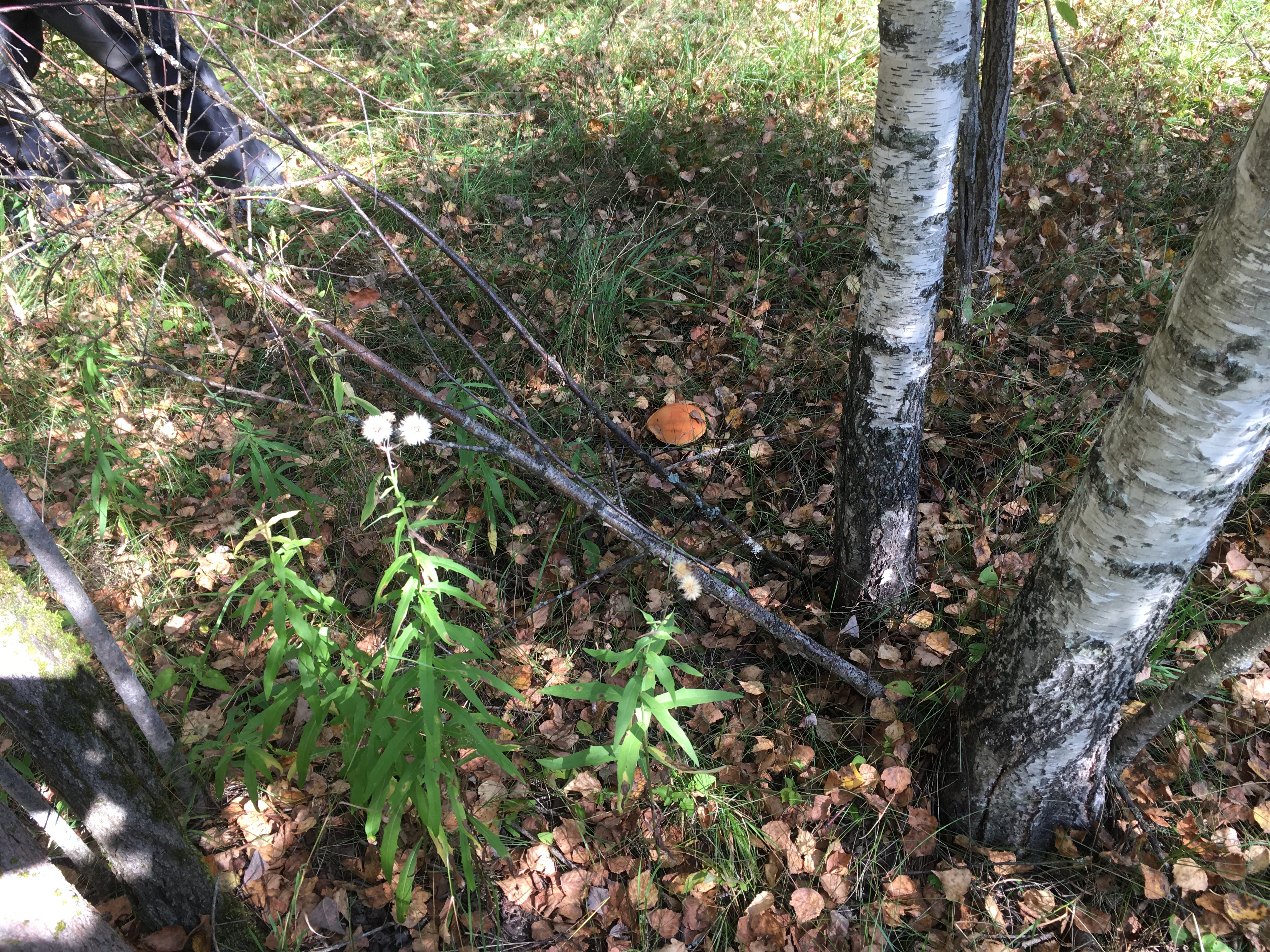 В березовом лесу больше всего.... подосиновиков :)