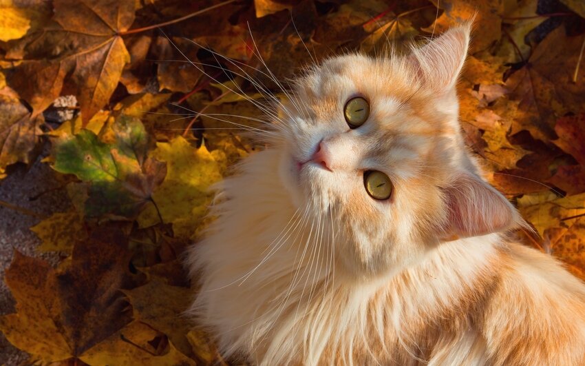 Осенние коты полны милоты! Коты и осень! 😌🍂 Умиротворения пост!
