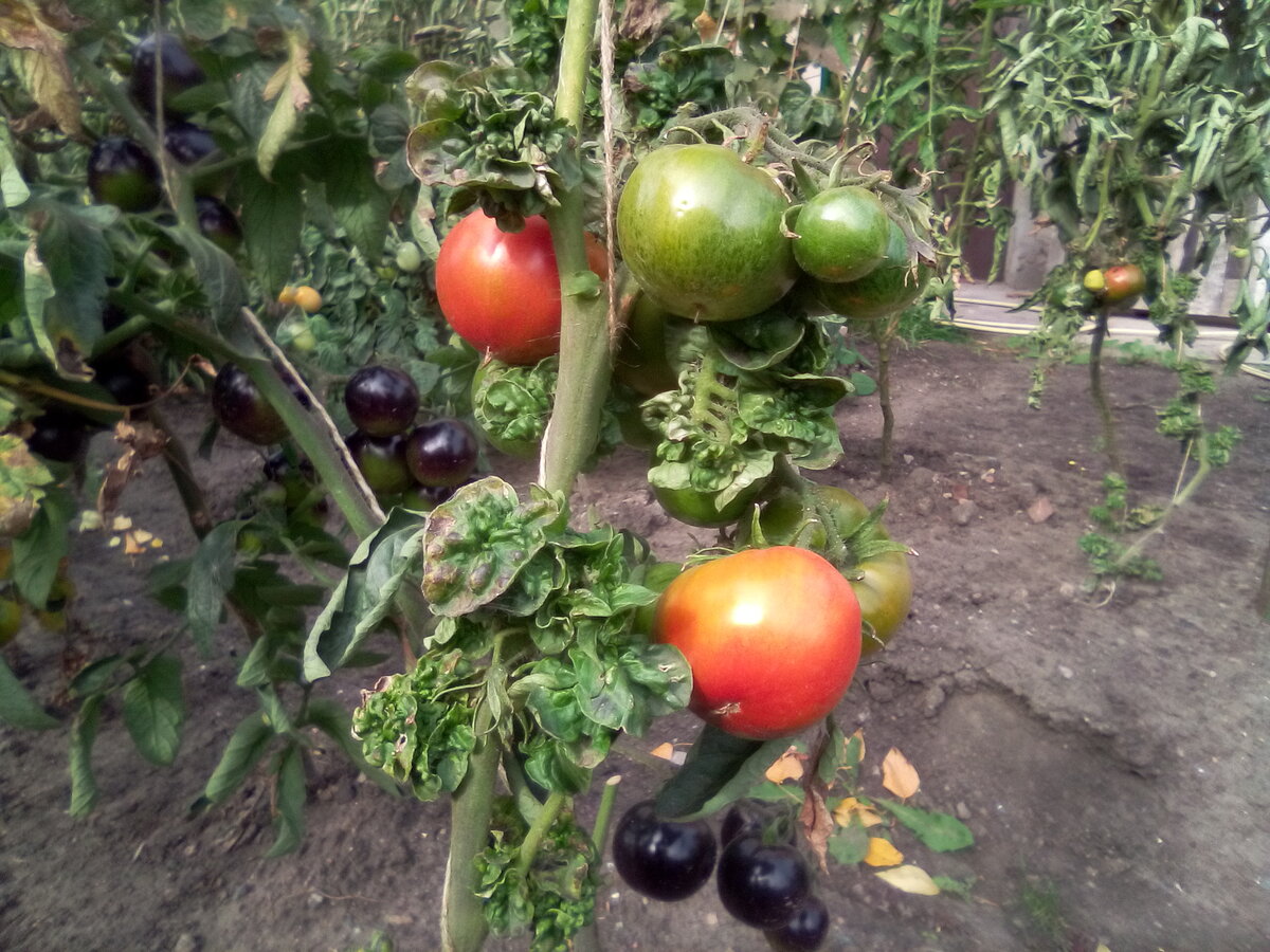 Помидоры "Палка".