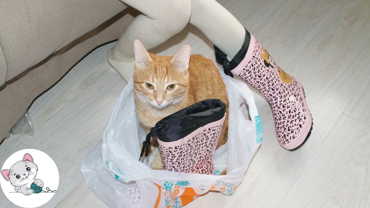 Если рядом Кароля, пакет и новые сапоги — наша кошка Василиса абсолютно счастлива!)