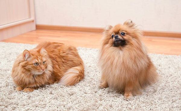 Кошки и собаки также могут стать  жертвами укусов клопов