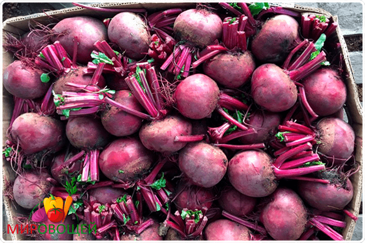 Свекла – чаще однолетнее (но встречаются и многолетние сорта) растение, с удлиненными овальными листочками, идущими прямо от корня.