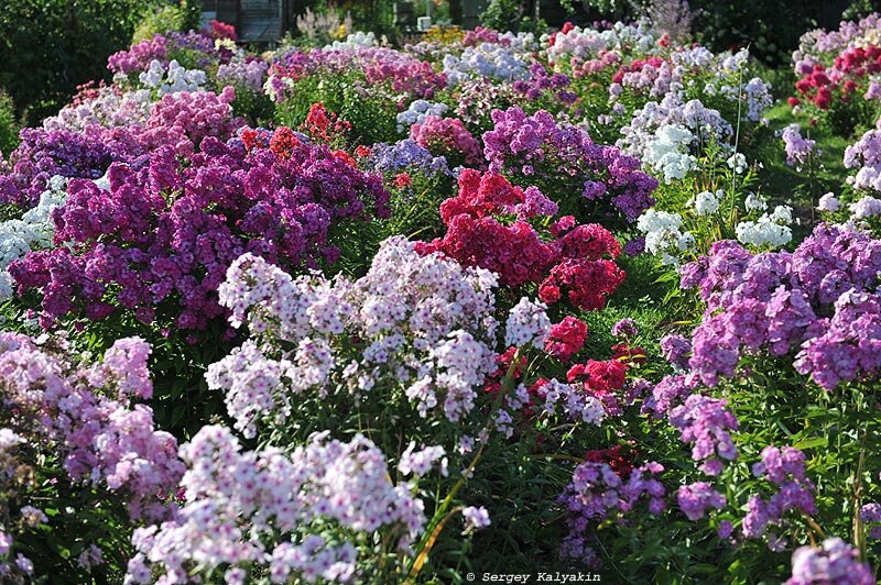 Сад Оксаны Кудрявцевой