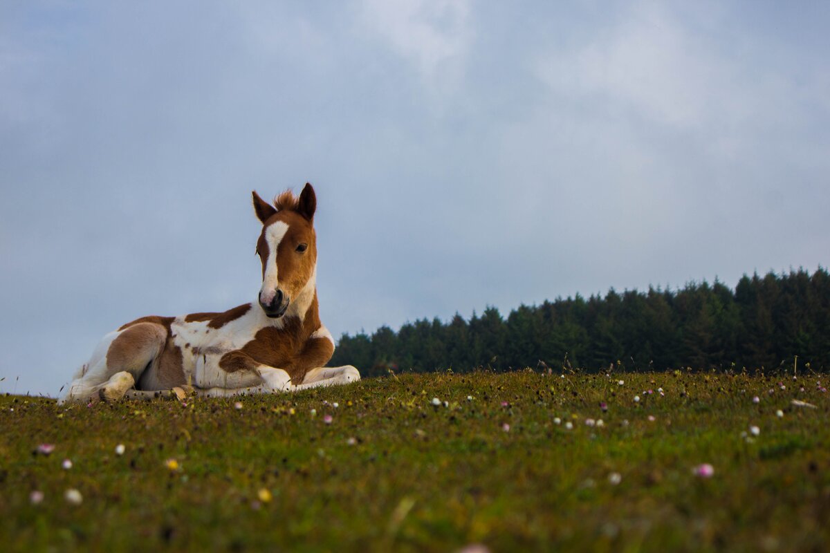 https://www.pexels.com/ru-ru/photo/baby-horse-2364620/
