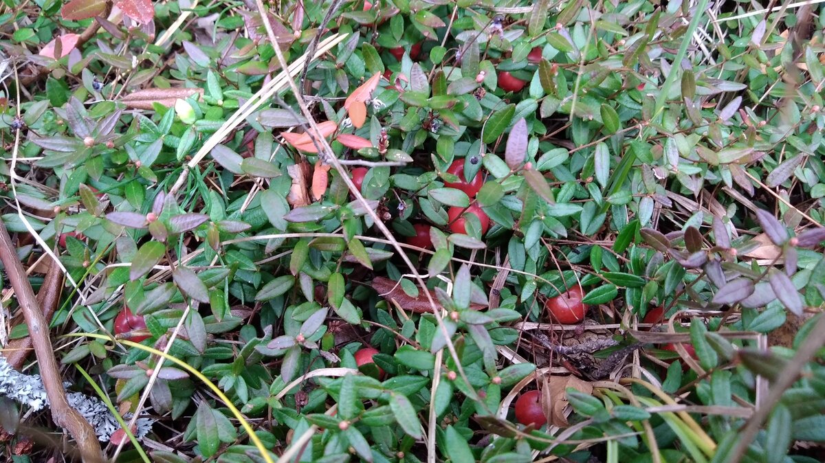 Вот так она растёт.