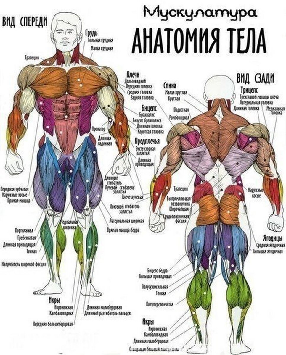 Программа тренировок для набора мышечной массы | Все обо всем | Дзен