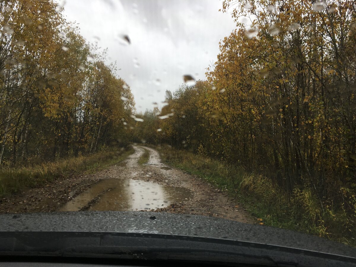 Осенний лес в дождливую погоду.