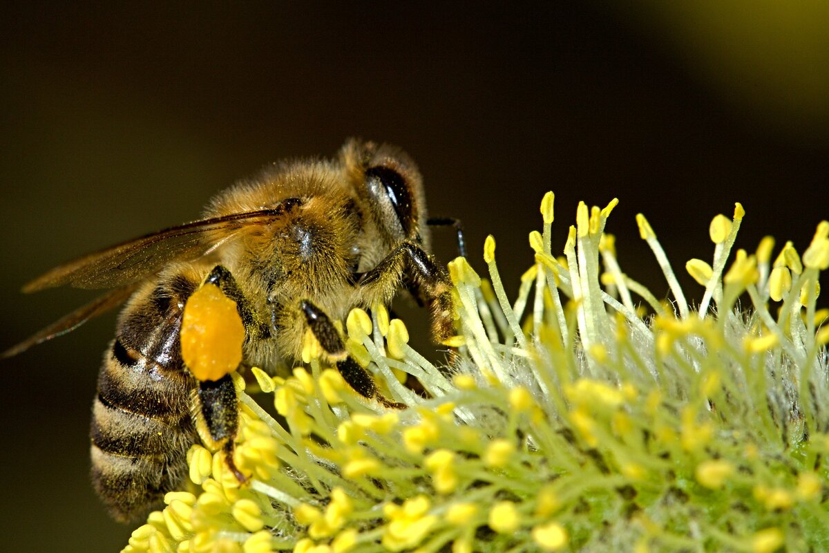 https://pixabay.com/photos/bees-pollination-insect-macro-18192/