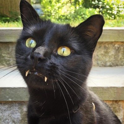 Удивительный котик с клыками вампира находит себе новый дом | Мистер Кот |  Дзен