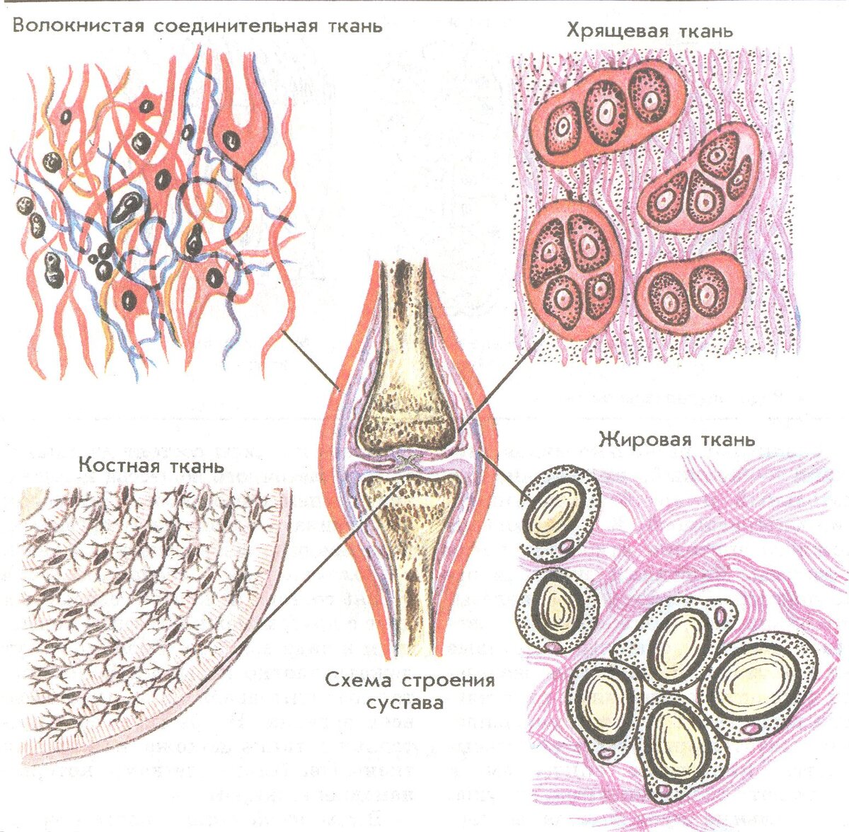 Соединительная ткань рисунок