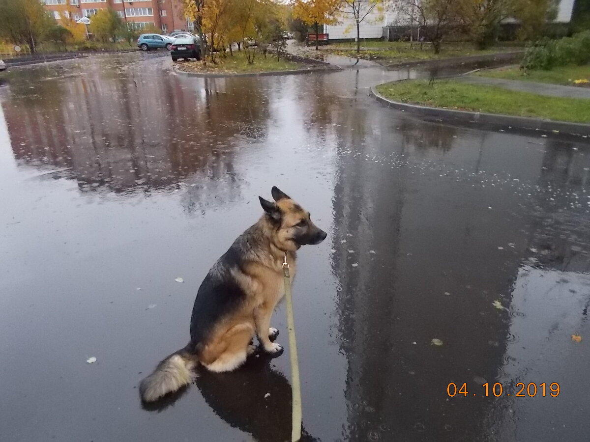 Собака Кира