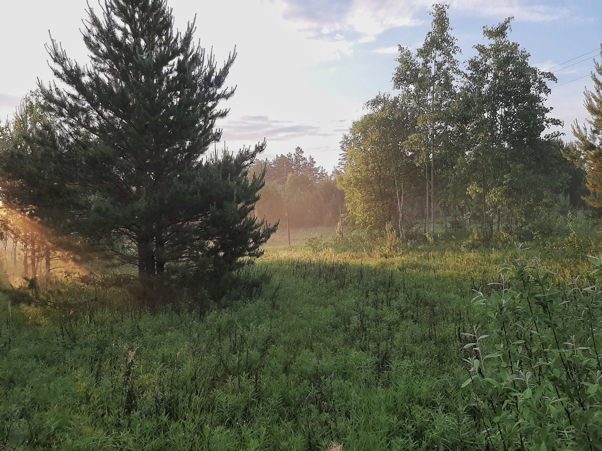 утренний туман