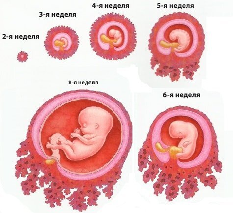 Развитие плода по неделям беременности: календарь