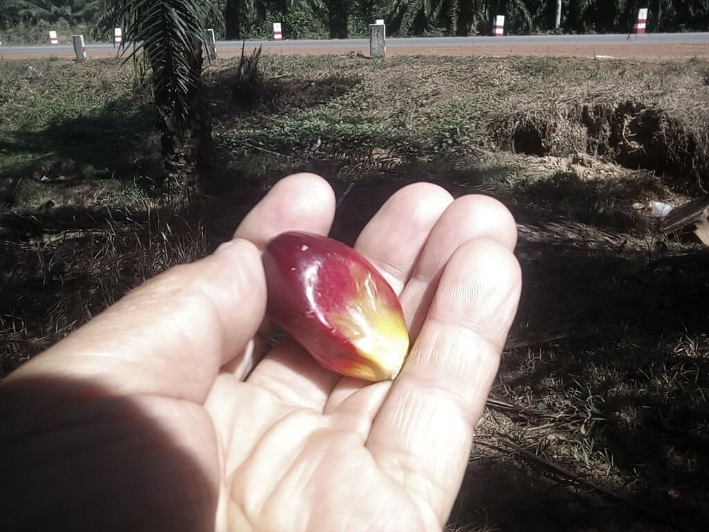 Плод этой пальмы