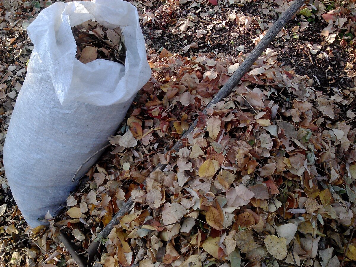 Нужно ли убирать листву. Компост из опавших листьев. Мусорный мешок с листьями. Листовой опад. Опад листьев.