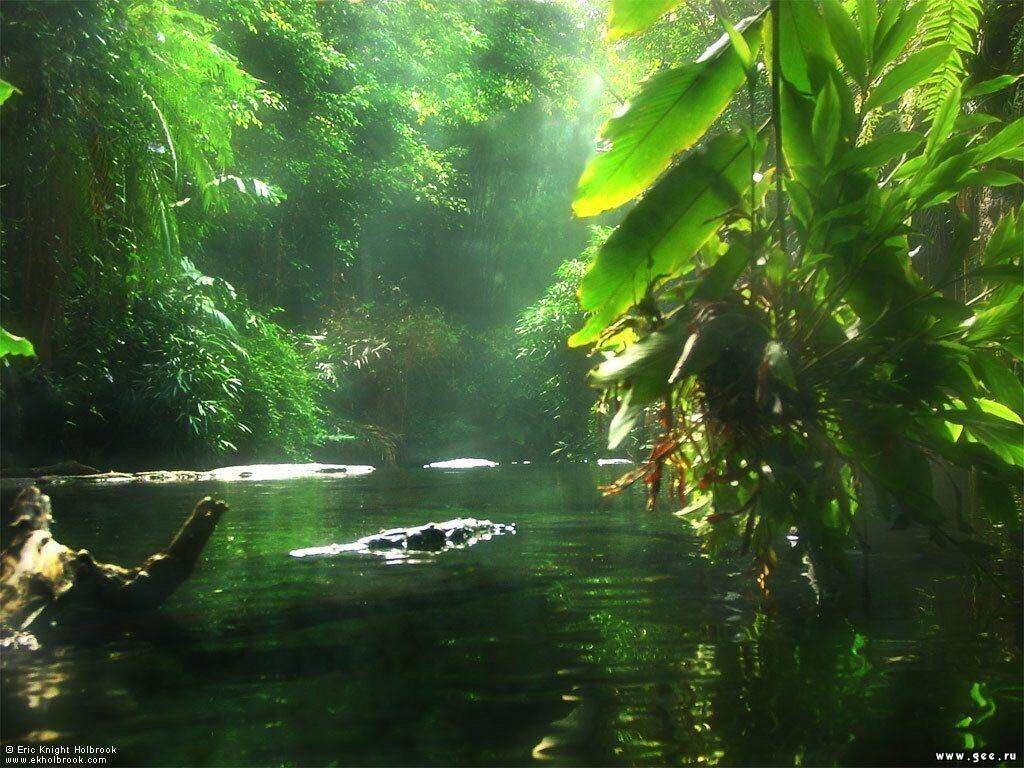 http://www.naturalist.if.ua/?page_id=503