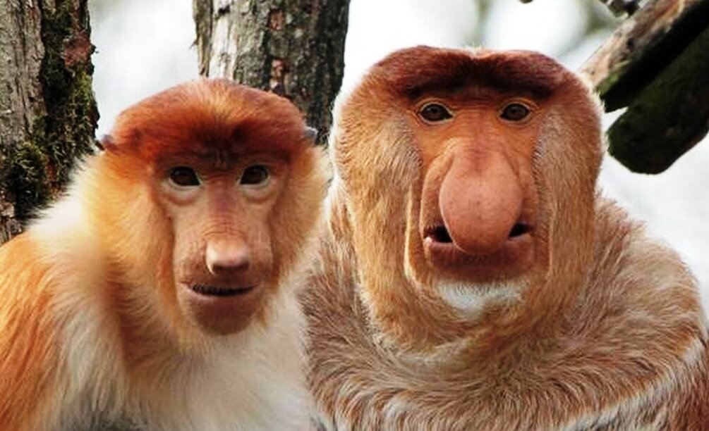 фото из открытого источника.                                                                                                                                                                                  