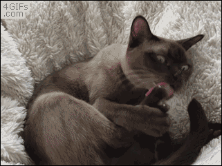 источник: http://ilovefunnyanimal.blogspot.com/