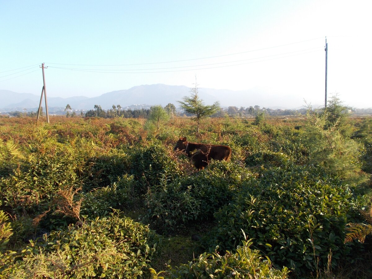 Чайная плантация близ Кобулети (с) Юля Зимакова