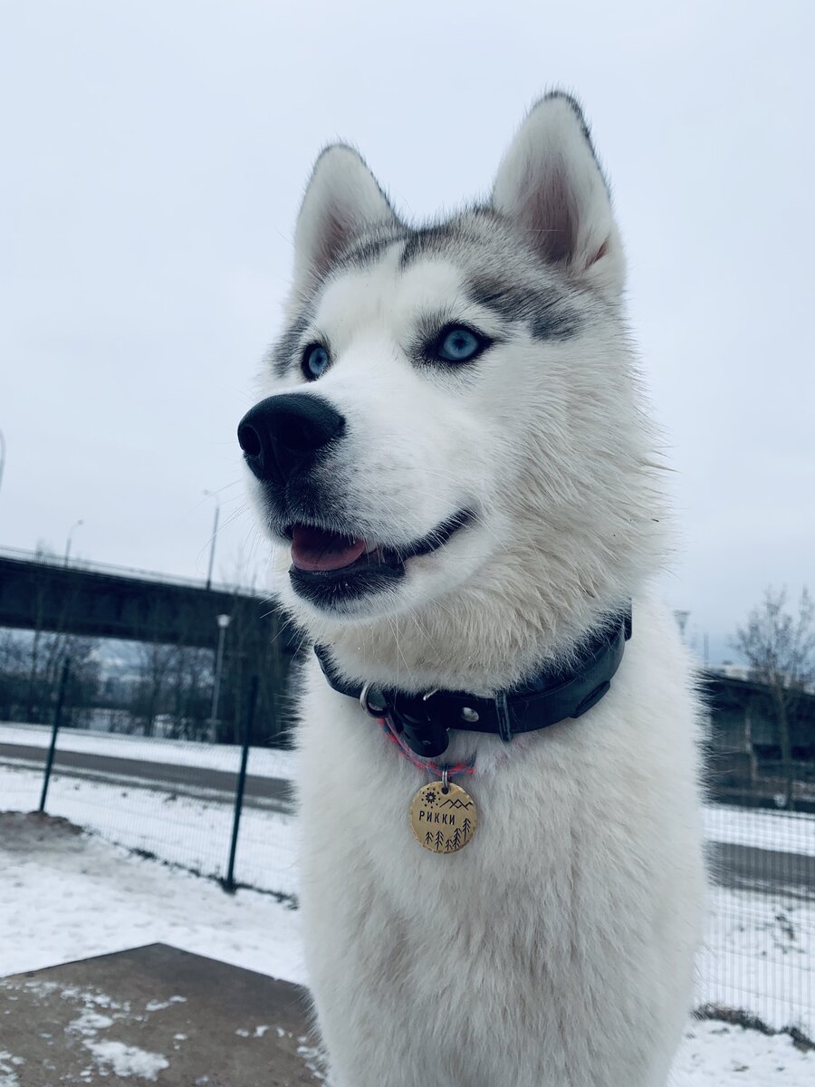Моя собака - #Риккихаски