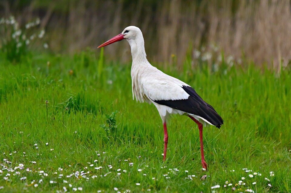https://pixabay.com/ru/photos/аист-птица-животных-ciconia-ciconia-4139037/