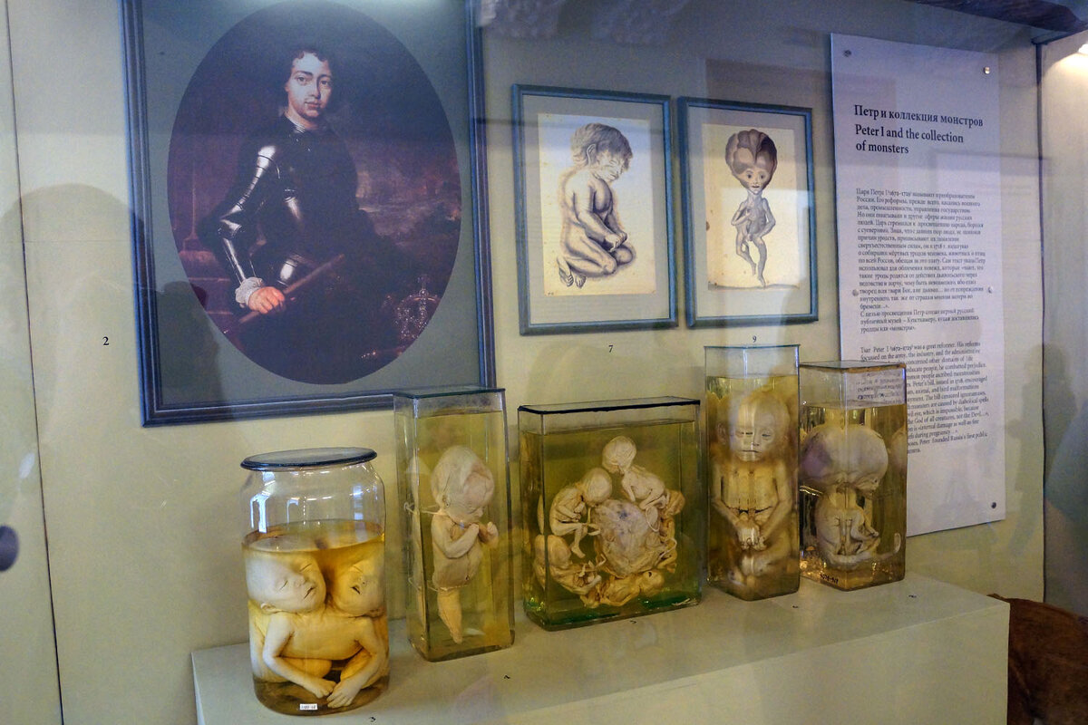 Экспонаты Кунсткамеры