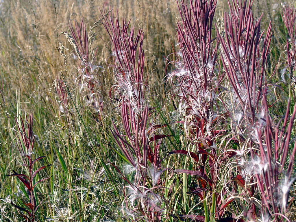 Вот из этого вот пуха - чай???
