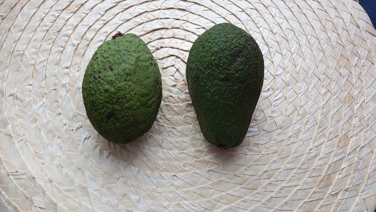 Какое авокадо считается спелым и как ускореть дозревание плода