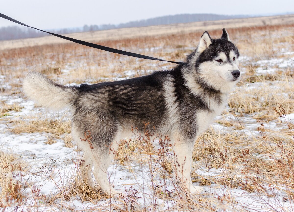 Кузьмич, 5 лет его история есть по ссылке в конце статьи