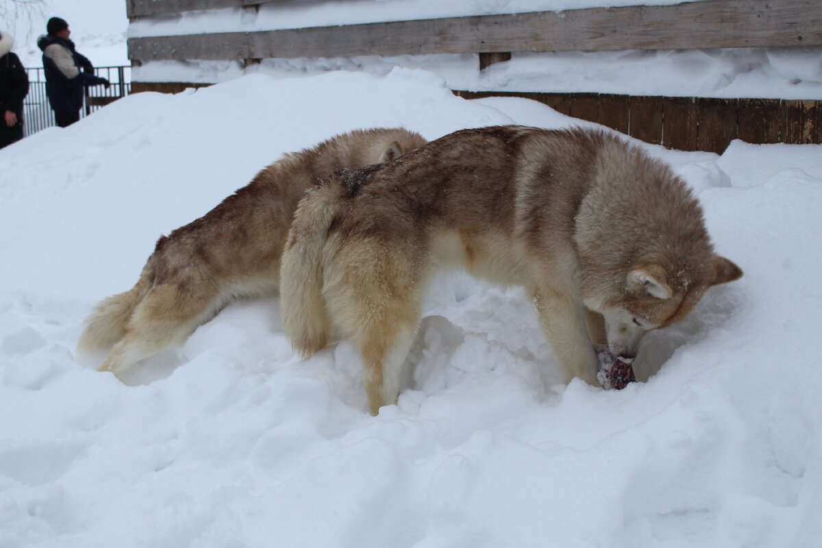 Двое хаски закапывают варежку