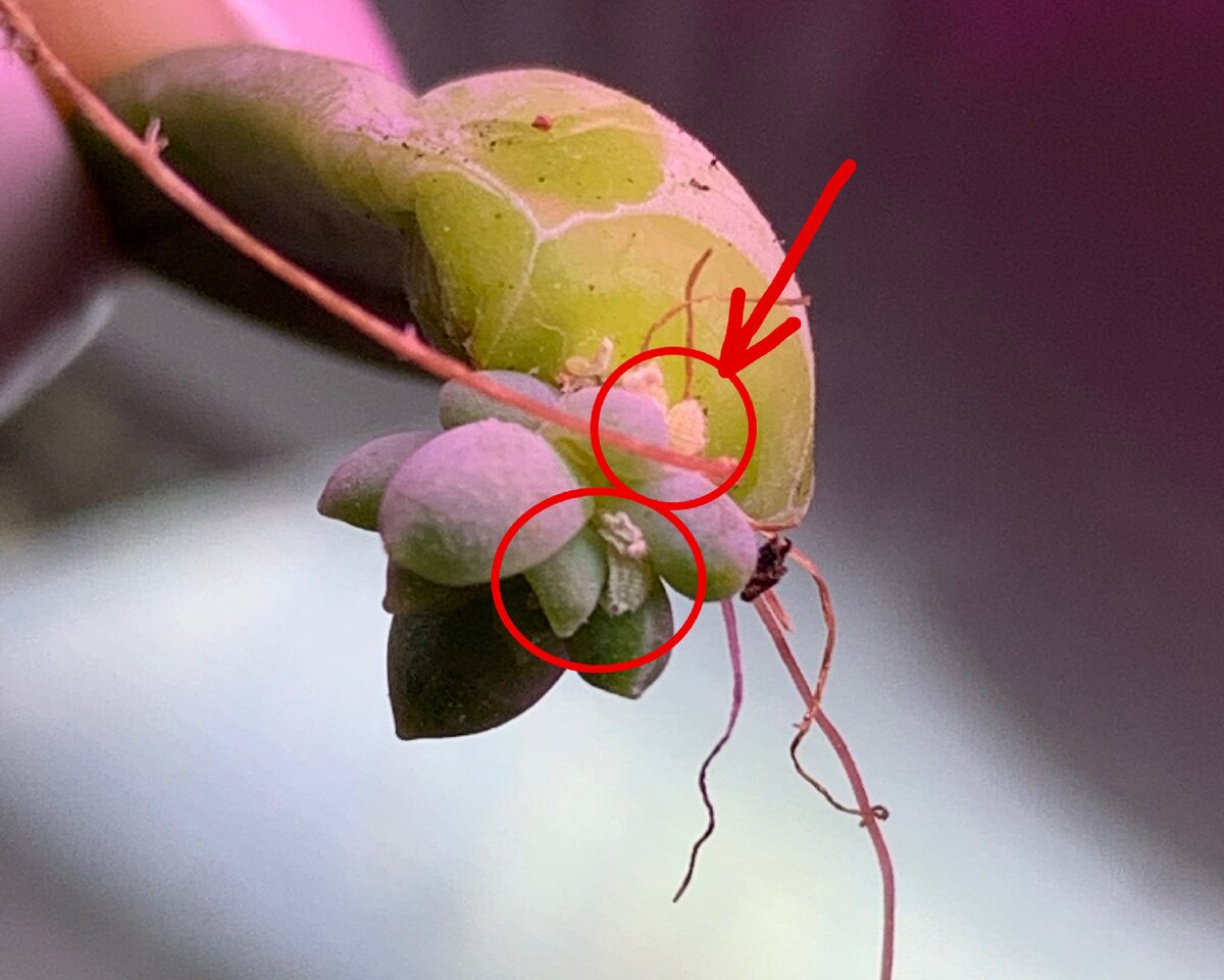 На максимальном увеличении камерой телефона - 2 взрослые особи и еле видные личинки