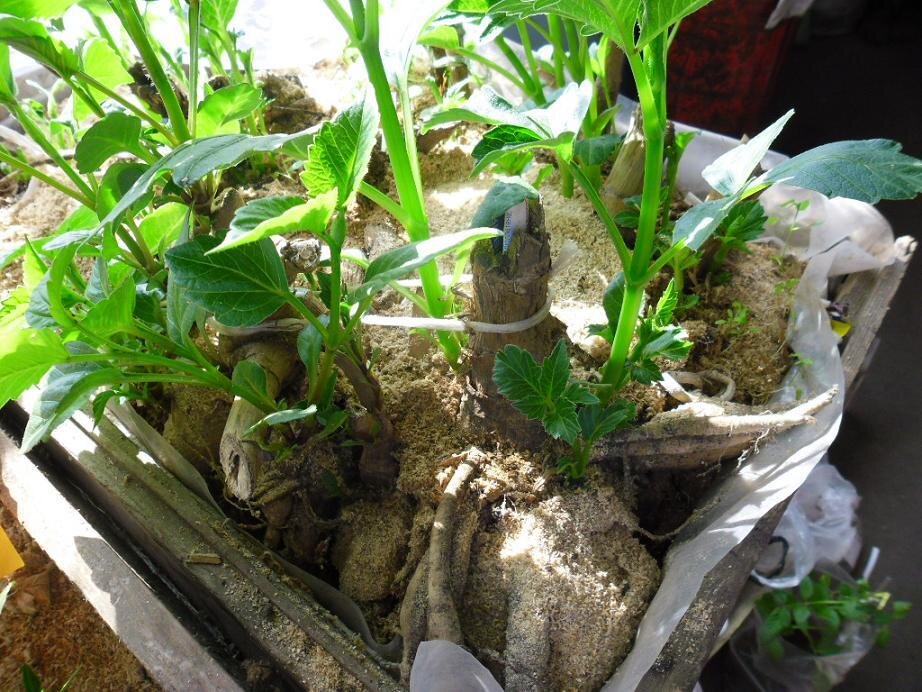 Пророщенные георгины. Источник фото: fermerx.ru