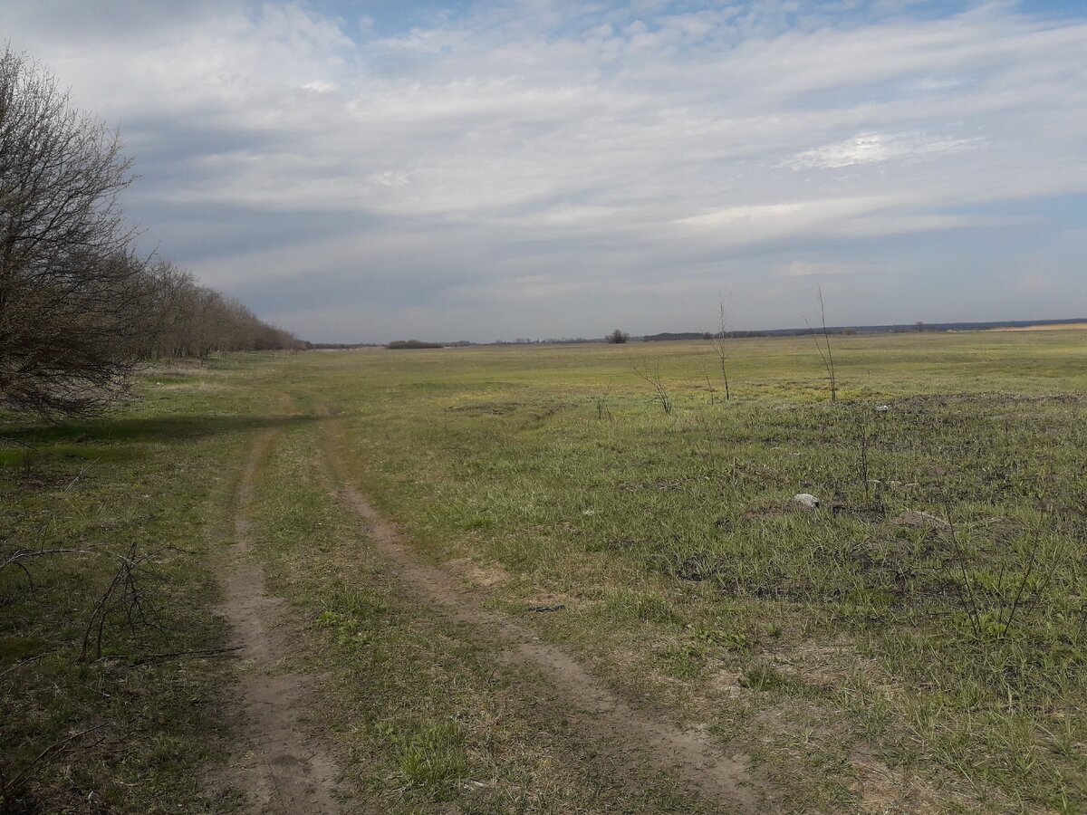 Поле на котором мы копали монеты. Фото автора