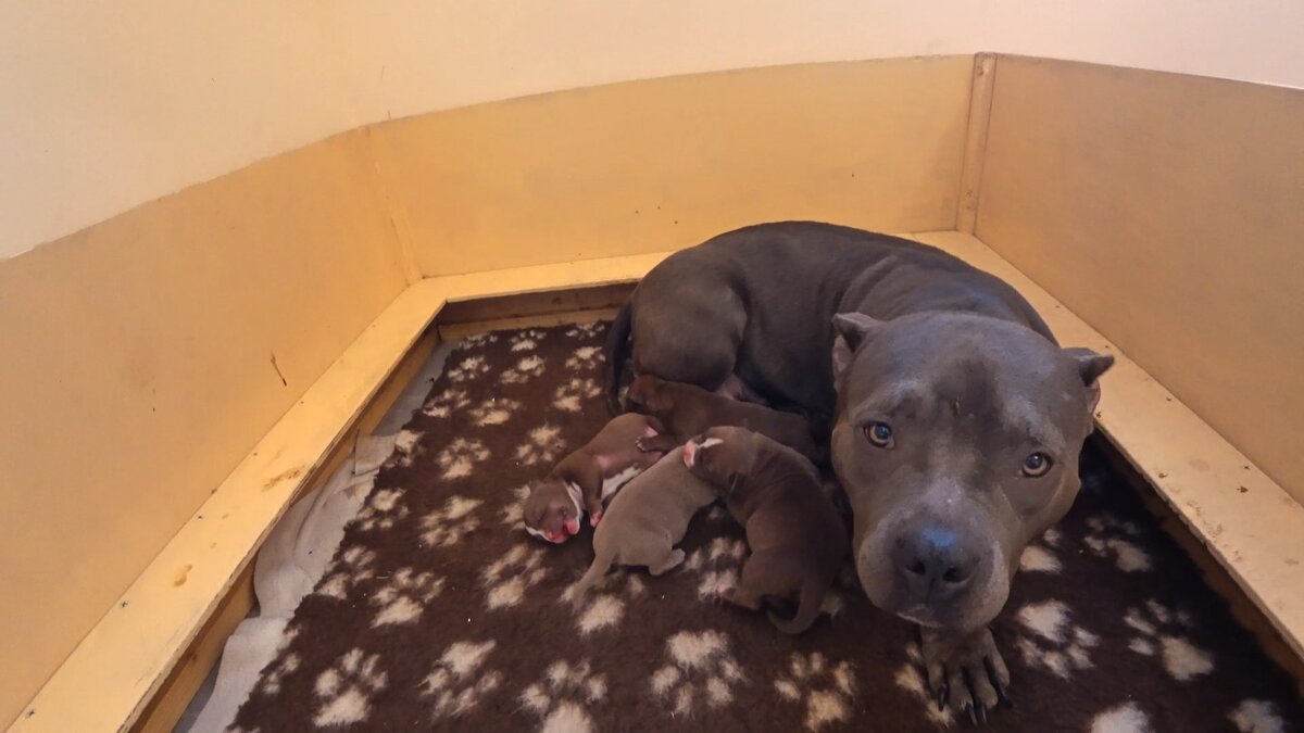 Поднялась температура у собаки