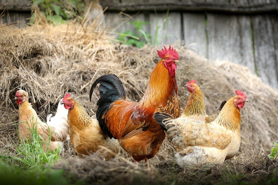 https://cdn.pixabay.com/photo/2017/07/20/15/21/cock-2522623_960_720.jpg