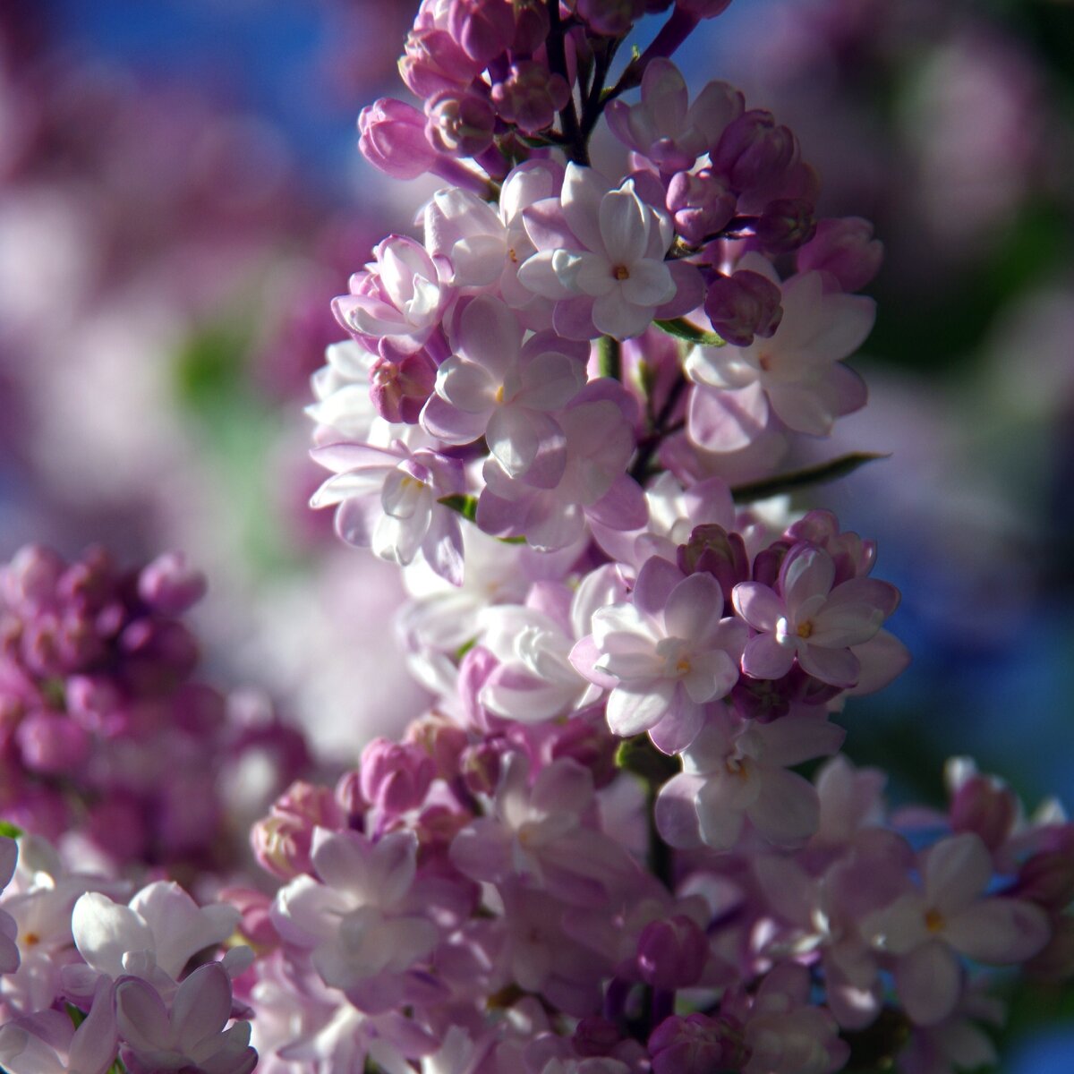 Сиреневый сад.