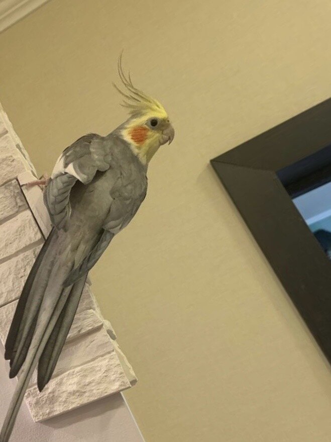 Никита Веселков