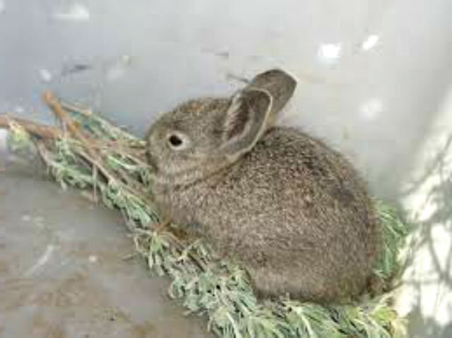 Сельдерей кроликам можно. Трава лапки для кроликов. Можно ли свежий сельдерей кроликам. Можно ли болгарский кроликам. Можно ли дать молодым кроликам веники из терновника.