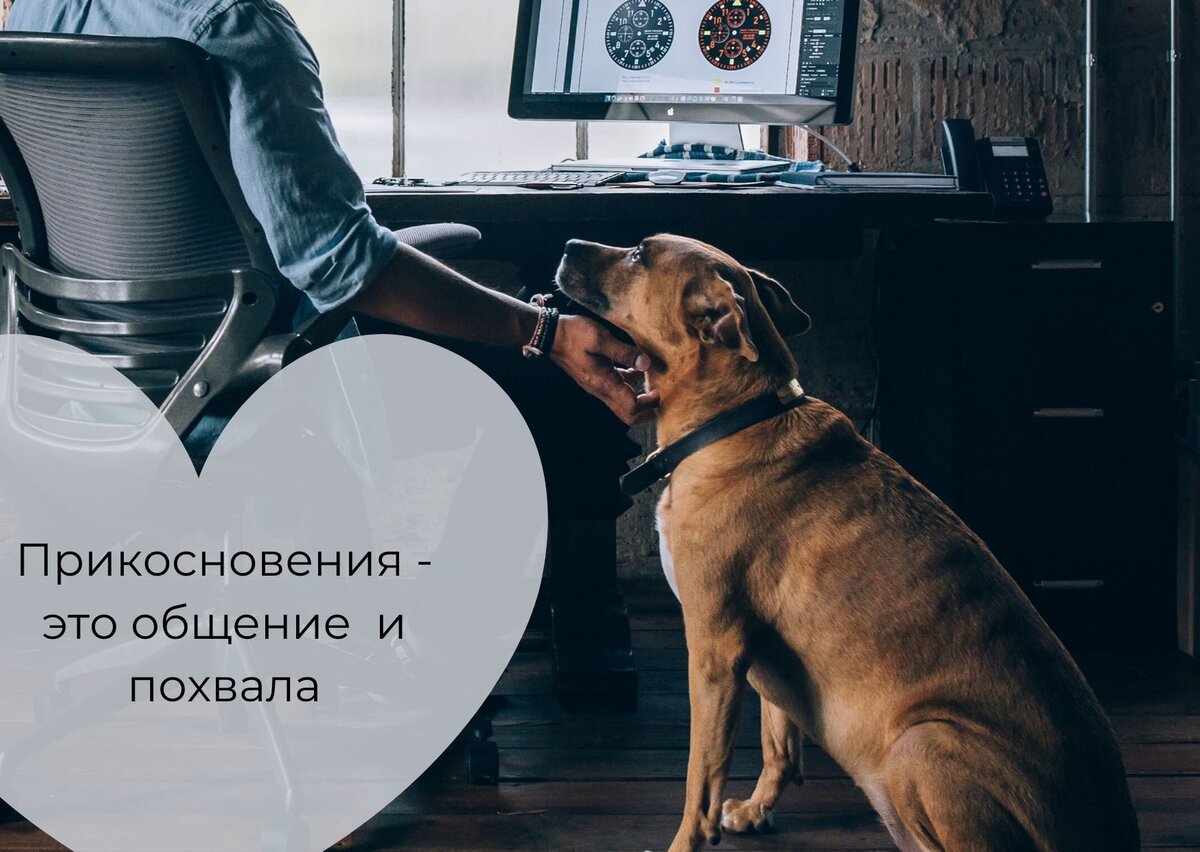 Умиротворенный пес. Дзен про собак. Фильм дзен собака. Щенок подмигивает. Собака лоренца фото.