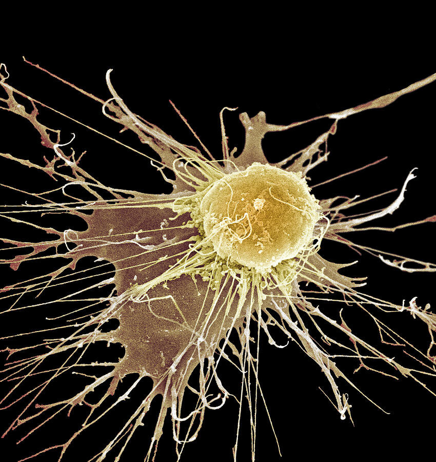 Источник изображения: med-cor.com 