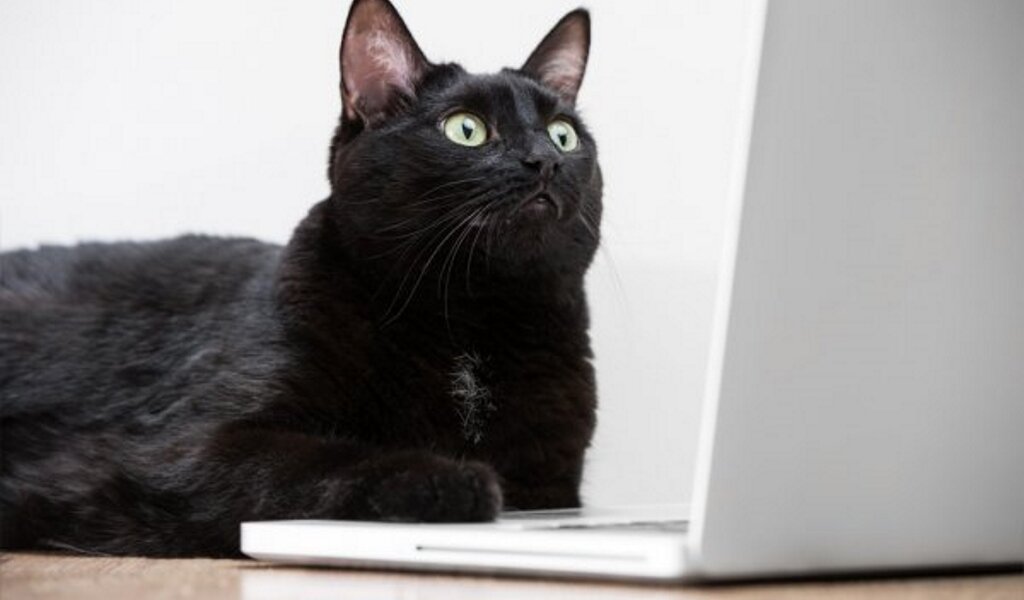 Источник - https://ru.depositphotos.com/