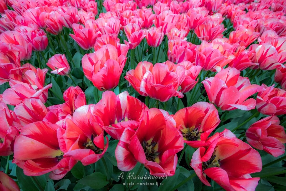 Тюльпан голландия фото и описание