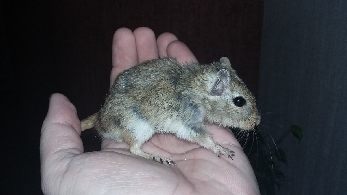 Шуршик