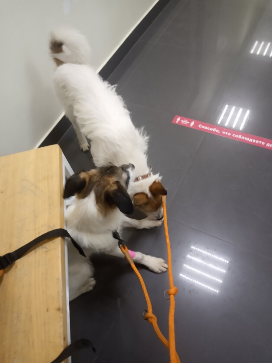 Маленькие щенки-бородатики, беленькие, тонкие и звонкие.