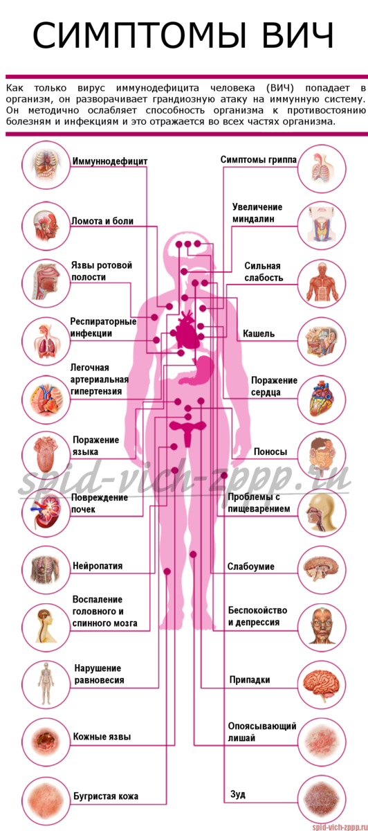 Как ведет себя ВИЧ в организме человека?