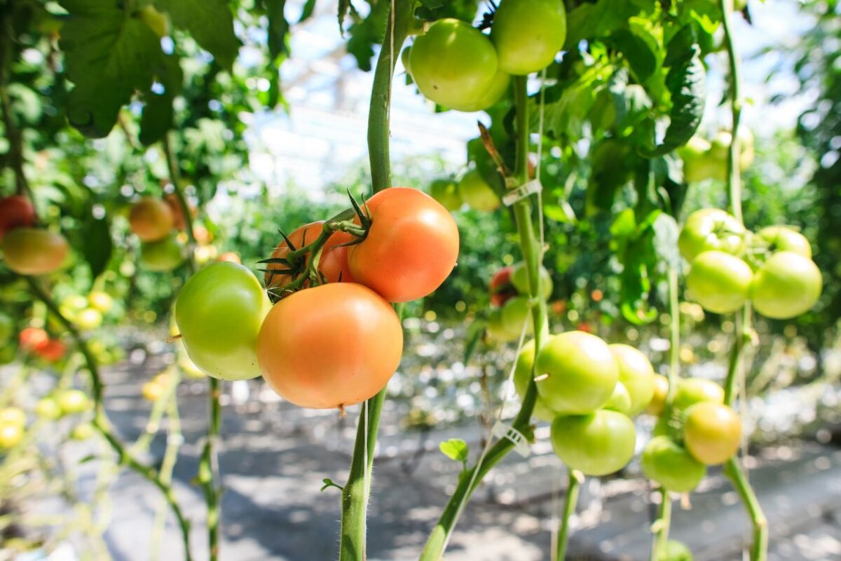 5 главных правил ухода за томатами в августе